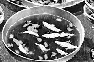 Chicken Clear Soup