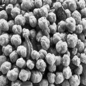 Dry Chana Garlic