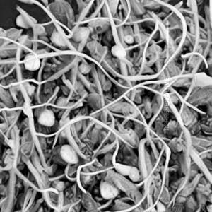 Sprouts Raw