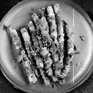 Dragon Babycorn