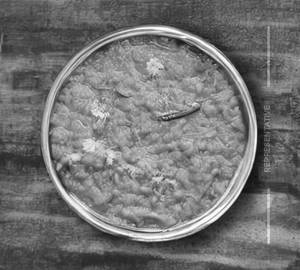 Rajasthani Dal