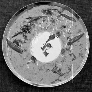 Meen Moilee