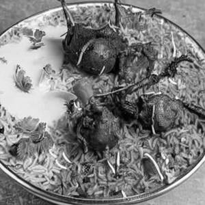 Vaalai Elai Mutton Biriyani