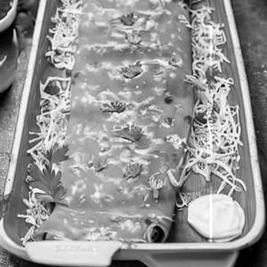 Cheesy Bean Enchiladas
