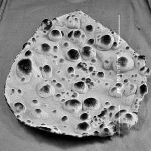 Roti