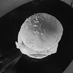 Cheese Burger Veg 