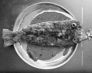 Pomfret Masala Fry (Spicy)