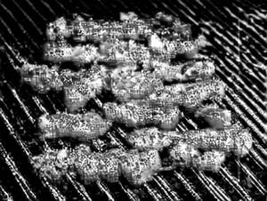 Barbeque