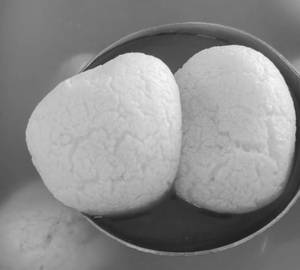 Rasgulla (2 Pcs)