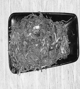Singapuri Noodles