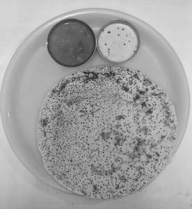 Plain Uttappam