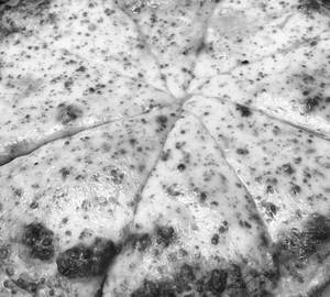 Double Cheese Margherita Pizza