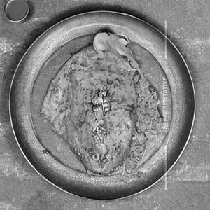 Tawa full fish (medium)