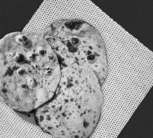Tandoori roti