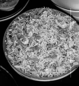 Fried rice [mixed]                    