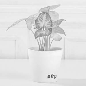 Air Purifying Syngonium Plant