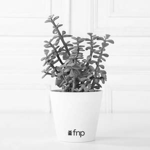 Lively Jade Plant