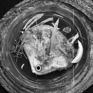Apollo fish