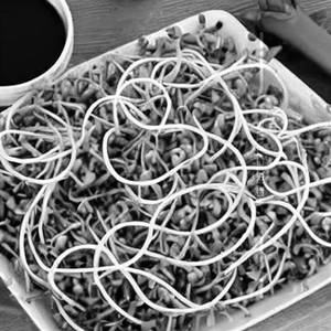 Vegetable Sprouts