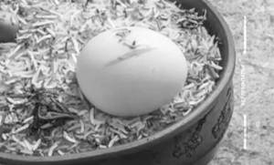 Egg Biryani