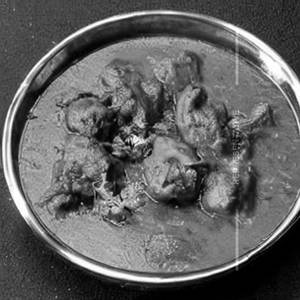 Lucknow murgh