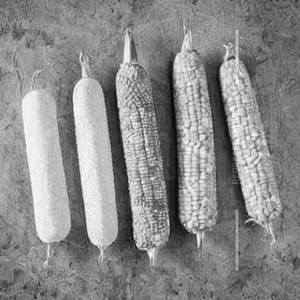 Corn Salt & Pepper