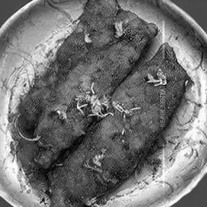 Fish koliwada