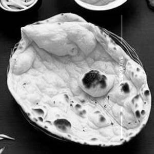 Plain Naan