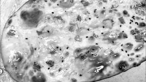 Butter Naan                   