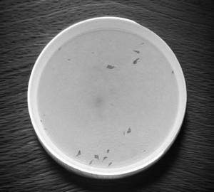 Pork clear soup