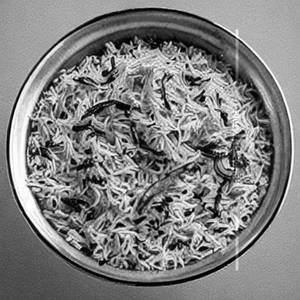 Jeera rice