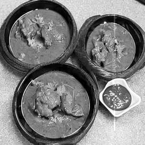 Jumbo Chicken Kuboos