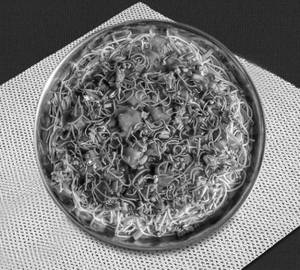 Triple schezwan noodles