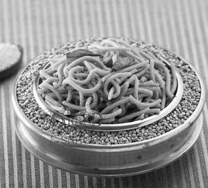 Kambu Omapodi  ( 250 Grams )