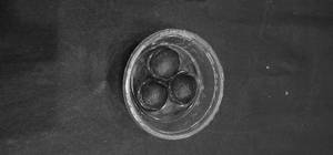 Gulab Jamun