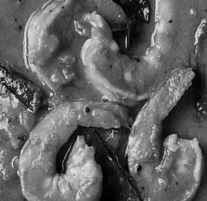 Schezwan Prawns
