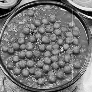 Chana Fry