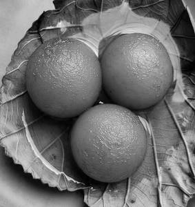 Gulab Jamun                