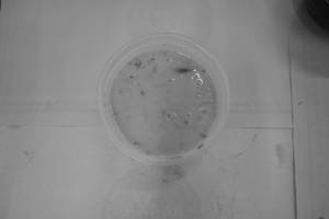 Plain Dal