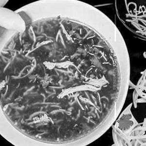 Chicken Manchau Soup