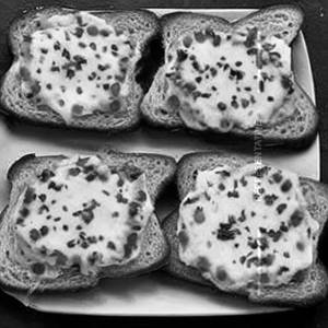 Cheese Garlic Toast