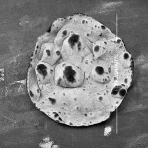 Sp roti
