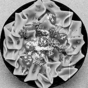 Farfalle Paprika