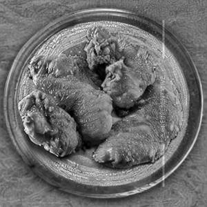 Pudina Boneless Chicken