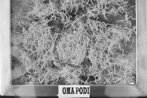 Oma Podi