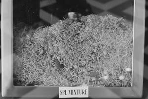 Special Mixture