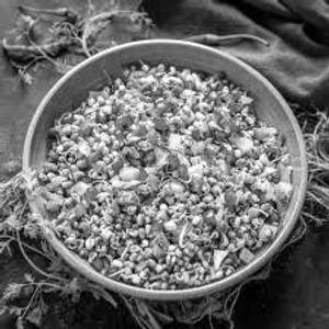 Sprouts salad