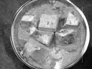 Shahi paneer