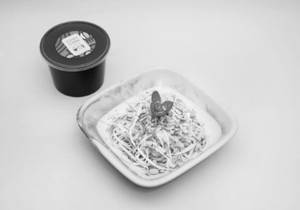 Jain Som Tom Salad