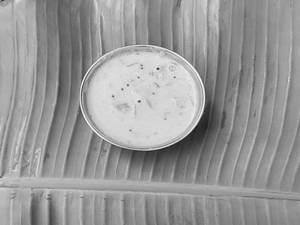 Betgeri Chutney(100ml)
